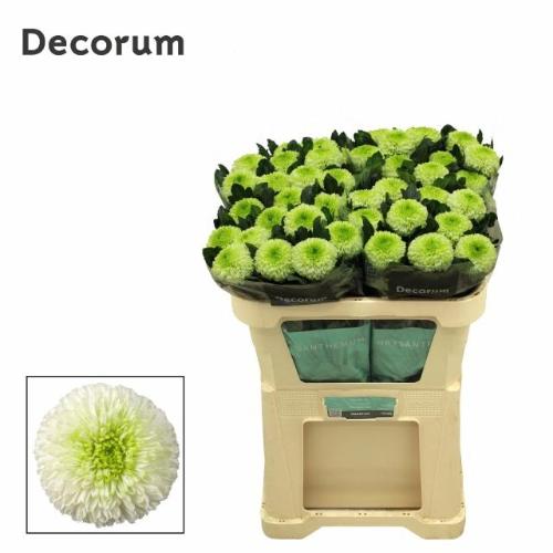 Chrysanthemum (Indicum Grp) geplozen Alibaba