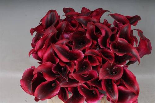 Zantedeschia 'Rudolph'
