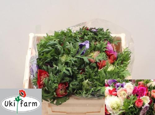 Anemone coronaria 'Levante Rosa'