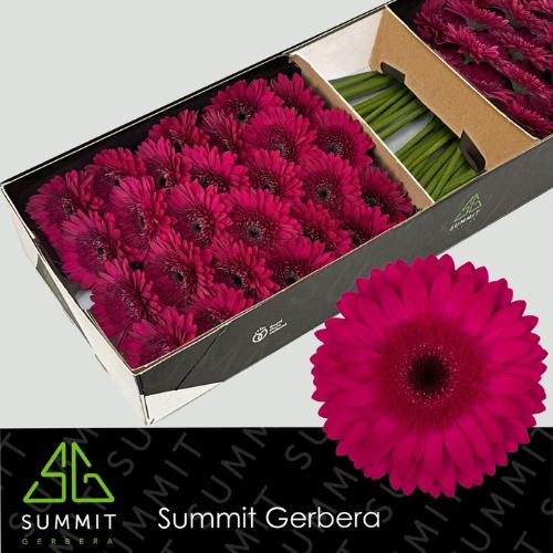 Gerbera grootbloemig Martini