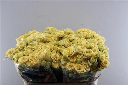 Rosa tros Salinero