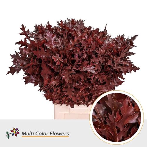 Quercus palustris kleurbehandeld H%