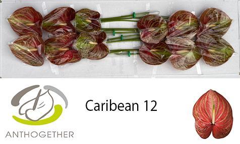 Anthurium (Andreanum Grp) Caribean
