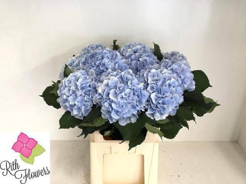 Hydrangea macrophylla 'Verena' (blauw)
