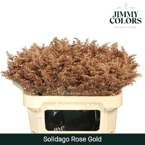 Solidago kleurbehandeld H%