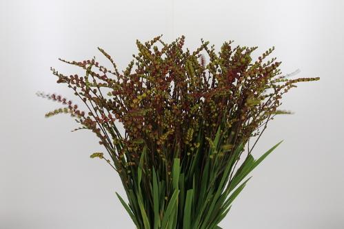 Crocosmia met bes overig