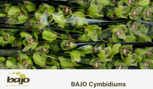Cymbidium grootbloemig per tak 'Mrs.Robin Hood'
