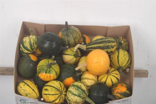 Siervruchten per stuk Cucurbita pepo gemengd