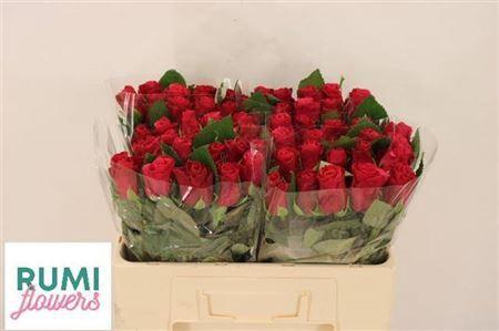 Rosa grootbloemig Tacazzi+