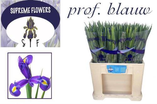 Iris (Hollandse Iris Grp) 'Prof. Blaauw'