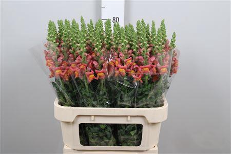 Antirrhinum majus 'Potomac Dark Orange'