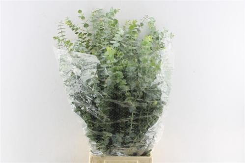 Eucalyptus per bos 'Baby Blue'