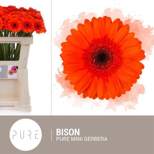 Gerbera mini 'Bison'