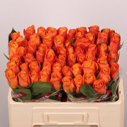 Rosa grootbloemig Confidens