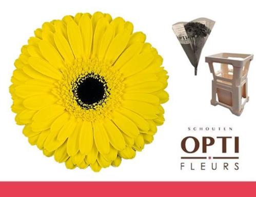 Gerbera grootbloemig 'Don Leo'