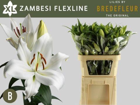 Lilium Oriental x Trumpet Grp 'Zambesi'