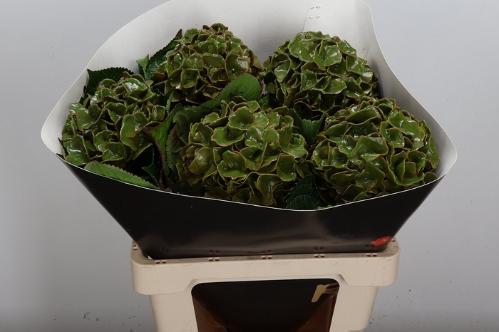 Hydrangea overig kleurbehandeld H%