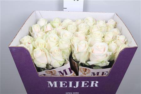 Rosa grootbloemig 'Dorodorch'