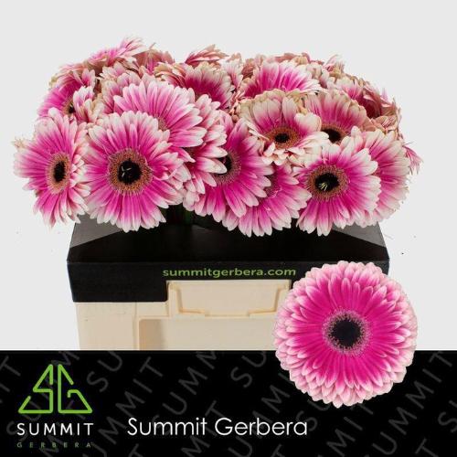 Gerbera grootbloemig 'Prelude'