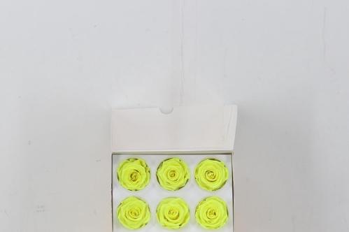 Rosa grootbloemig kleurbehandeld H%