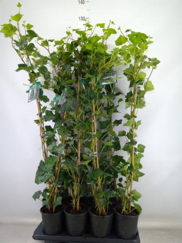 Hedera hibernica