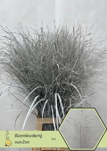 Siergras kleurbehandeld H%