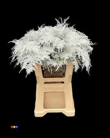 Asparagus overig kleurbehandeld H%