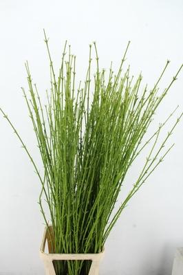 Cornus stolonifera 'Flaviramea'