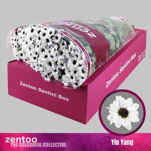 Chrysanthemum Indicum Grp tros santini Yin Yang