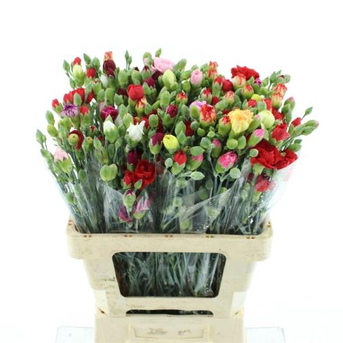 Dianthus tros Solomio gemengd in fust