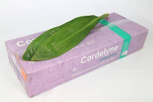 Cordyline fruticosa Green Tie