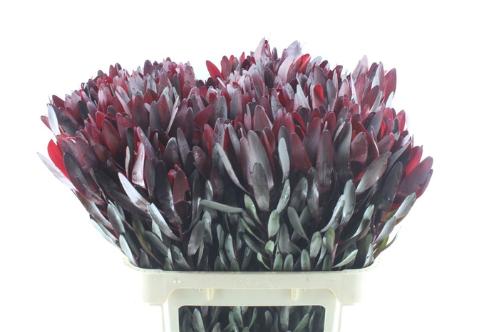 Leucadendron 'Safari Sunset'