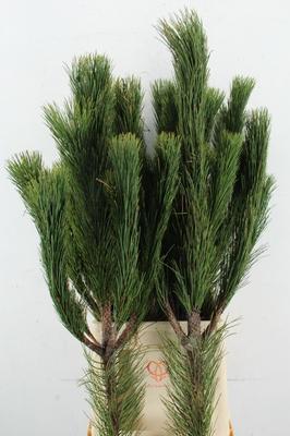 Decoratiegroen groot blad