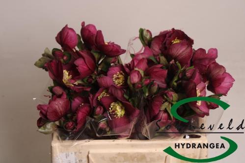 Helleborus Aarendelle Mara Red