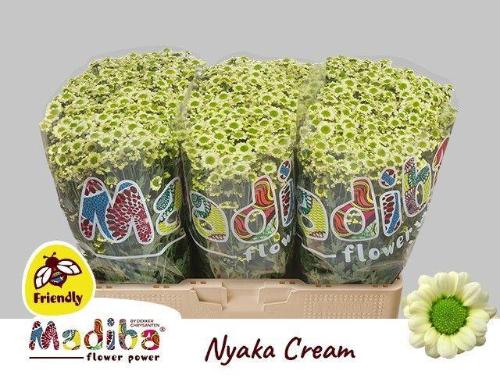 Chrysanthemum (Indicum Grp) tros santini Madiba Nyaka Cream