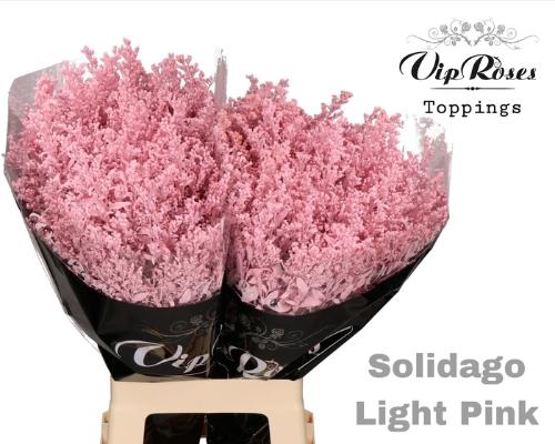 Solidago kleurbehandeld H%