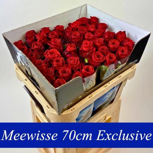 Rosa grootbloemig Red Naomi!