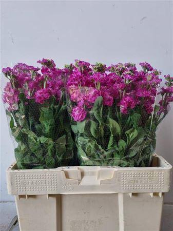 Matthiola incana Stox Deep Rose