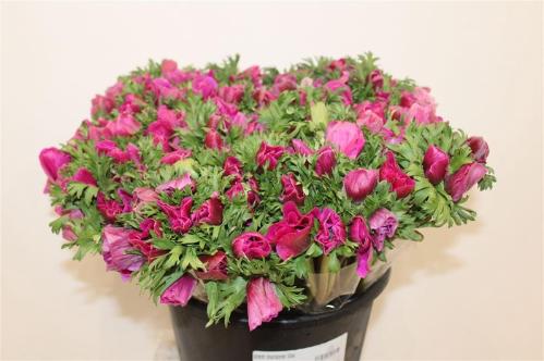 Anemone coronaria Marianne Orchid