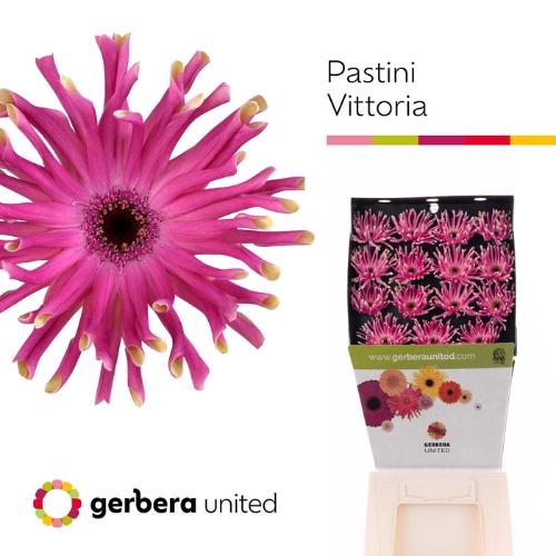 Gerbera grootbloemig krulvormig Pastini Vittoria