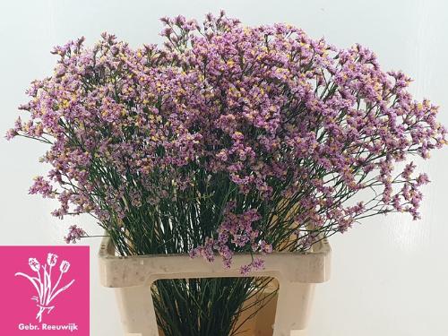 Limonium sinensis Anouchka Diamond