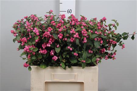 Symphoricarpos Magical Temptation