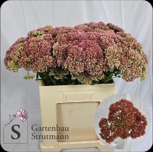 Sedum spectabile
