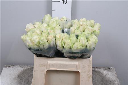 Rosa grootbloemig Athena