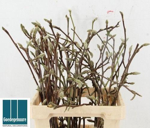 Magnolia grandiflora