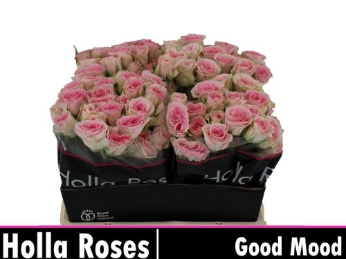 Rosa tros Good Mood