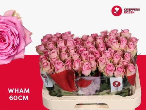Rosa grootbloemig Wham