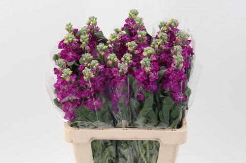 Matthiola incana 'Phantom Red'