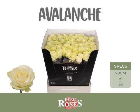 Rosa grootbloemig Avalanche+