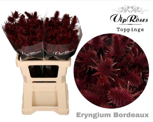Eryngium alpinum kleurbehandeld H%